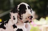 DOGUE ALLEMAND 219